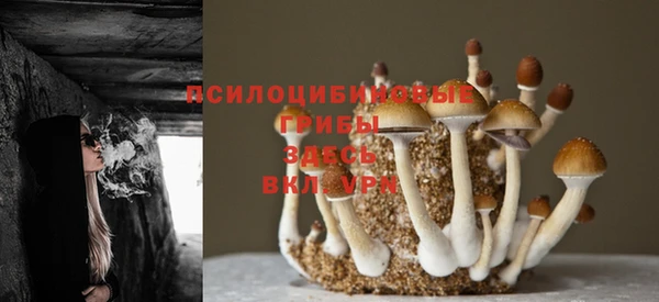 стаф Пересвет